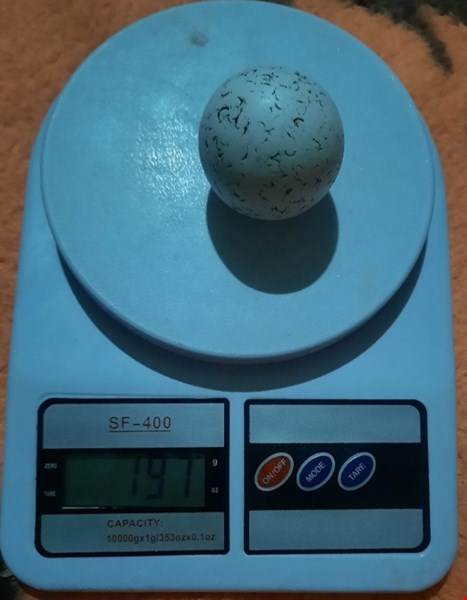 سنگ آسیاب اصل