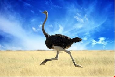 خدمات دوره آموزش یکروزه پرورش شترمرغ