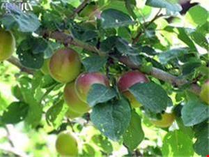 فروش نهال تنسگل 