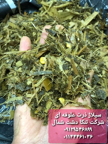 خرید وفروش صنایع دامداری-فروش سیلاژ ذرت علوفه ای