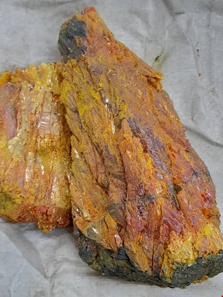 زرنیخ کلکسیونی - شاخه ای قرمز - خاص بی نظیر با اندازه دلخواه شما