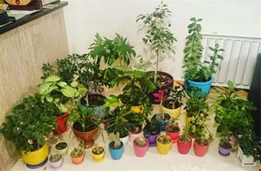 خدمات کشاورزی- دامداری- گل وگیاه آپارتمانی