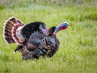 فروش جوجه بوقلمون ، طیور - صنایع کشاورزی