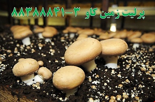 پرلیت در پرورش قارچ perlite