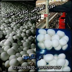 آموزش پرورش قارچ خوراکی دکمه ای و صدفی