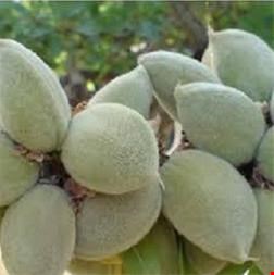 فروش نهال بادام - فروش نهال میوه -کشاورزی