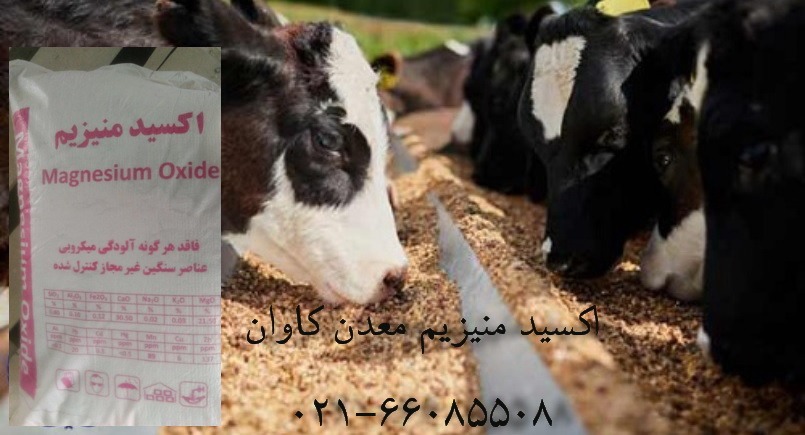 خرید فروش مواد معدنی اکسید منیزیم مکمل خوراک دام- اکسید منیزیم معدن کاوان