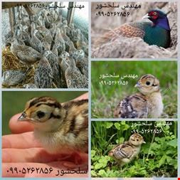 فروش جوجه قرقاول گوشتی _ جوجه قرقاول 