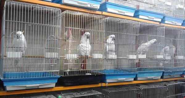 تخم نطفه دار طوطی کاسکو و طوطی ماکائو