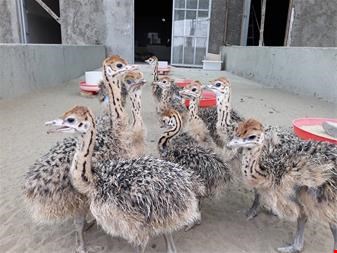 فروش های جدید شترمرغ - کشاورزی 