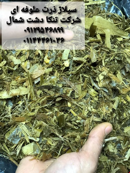 فروش عمده سیلاژ ذرت علوفه ای خوراک دام  -صنایع کشاورزی