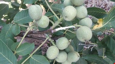 خرید و فروش نهال-کشاورزی-نهال گردو خوشه ای پربار
