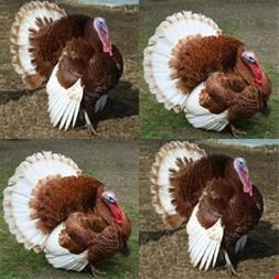 فروش نیمچه بوقلمون بوربون - طیور