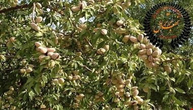 خرید و فروش مکشاورزی-نهال بادام ، نهال بادام دیر گل ، تولید و فروش نهال