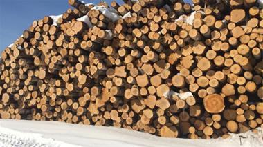 خرید و فروش چوب کاج - صنعت چوب