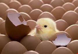 خریدار جوجه گلپایگانی یک روزه