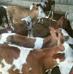 گوساله هلشتاین - قیمت گوساله هلشتاین