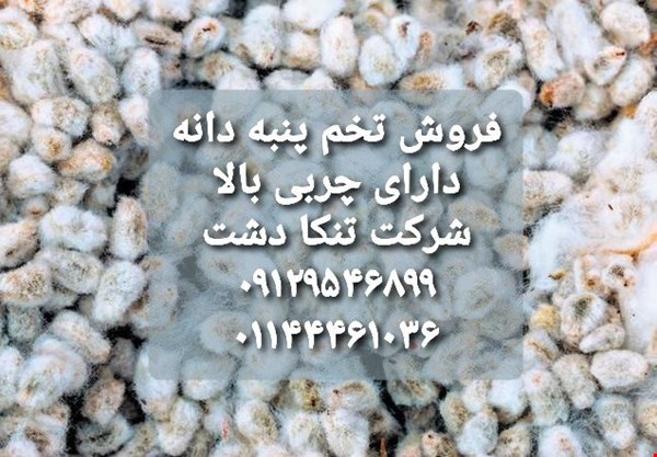 فروش تخم پنبه دانه - صنایع کشاورزی