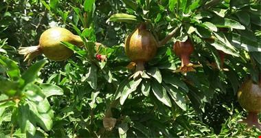 خرید و فروش کشاورزی-فروش نهال میوه نهال میوه نهالستان ترابی