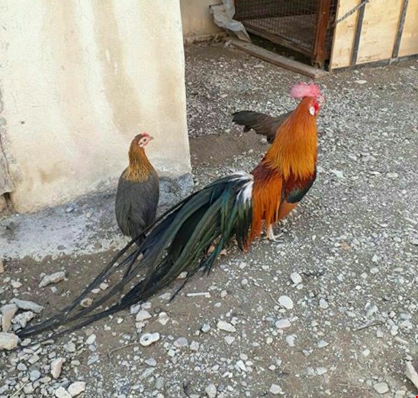 فروش تخم نطفه دار انواع مرغ های زینتی و تزینی برای جوجه کشی
