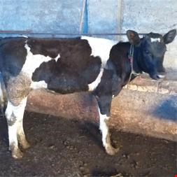 فروش گوساله سیمینتال اصیل و نژاد دار