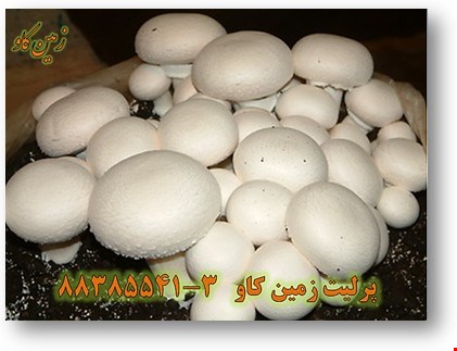 پرلیت در پرورش قارچ خوراکی perlite