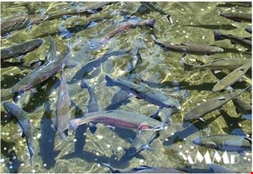 خرید و فروش صنعتی معدنی-فروش بنتونیت آبزیان فروش مواد معدنی 