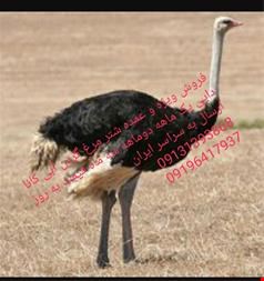 خدمات واردات  صادرات -  ارسال به کشور های همسایه شترمرغ گردن آبی