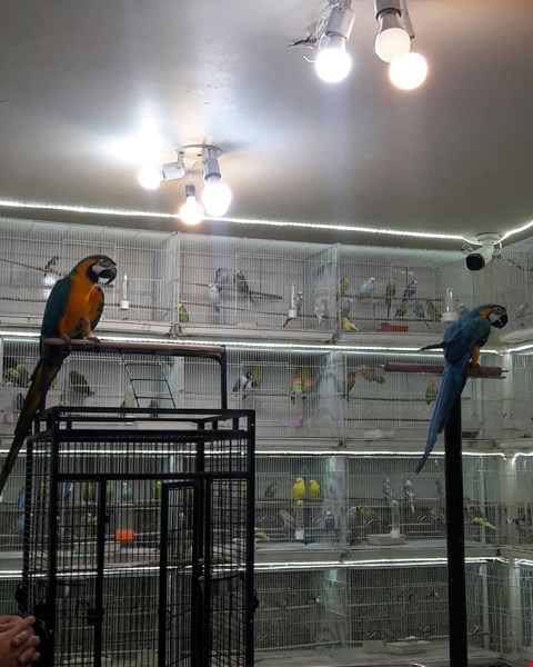 تخم نطفه دار ماکائو