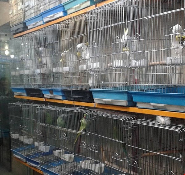 طوطی کاسکو و کاکادو تاج زرد و تخم های نطفه دار