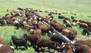 کشاورزی - دامداری صنعتی