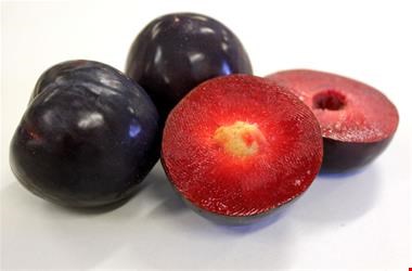 نهال الو بلک اسپلندور