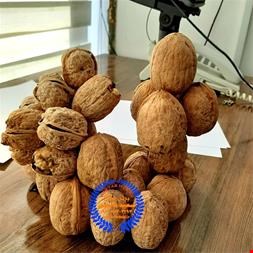 خرید و فروش صنعتی کشاورزی-فروش عمده نهال گردو ، نهال گردو زودبازده 