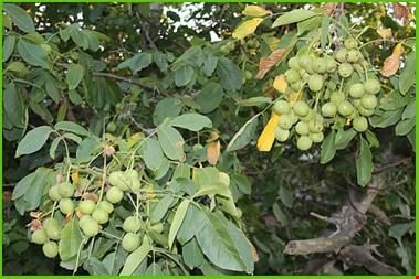 خرید و فروش کشاورزی-فروش نهال گردو اصلاح شده پیوندی ، آمریکایی ، فرنور
