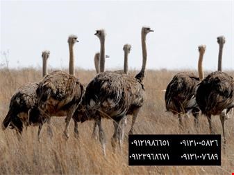 صادرات شترمرغ دو انگشتی - استان کردستان - صنایع کشاورزی- دامداری