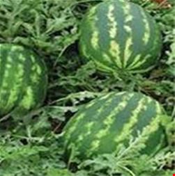 خرید و فروش کشاورزی-فروش بذر هندوانه سامانتا.قیمت بذر هندوانه سامانتا 