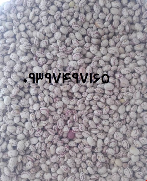 خرید لوبیا چیتی عمده ارزان